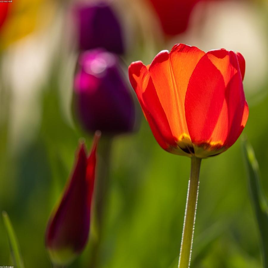 Гвоздика Mustang