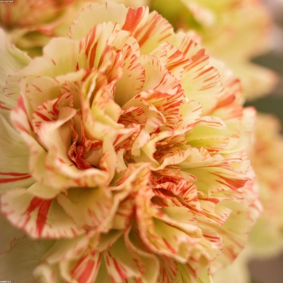 Гвоздика Mustang