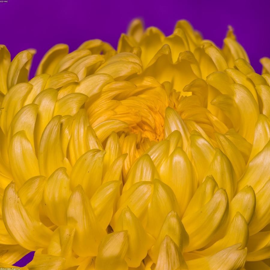 Хризантема