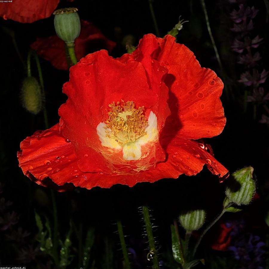 Хризантема