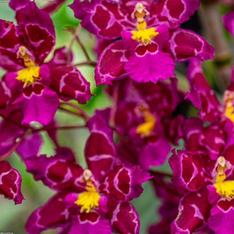 Гвоздика Mustang