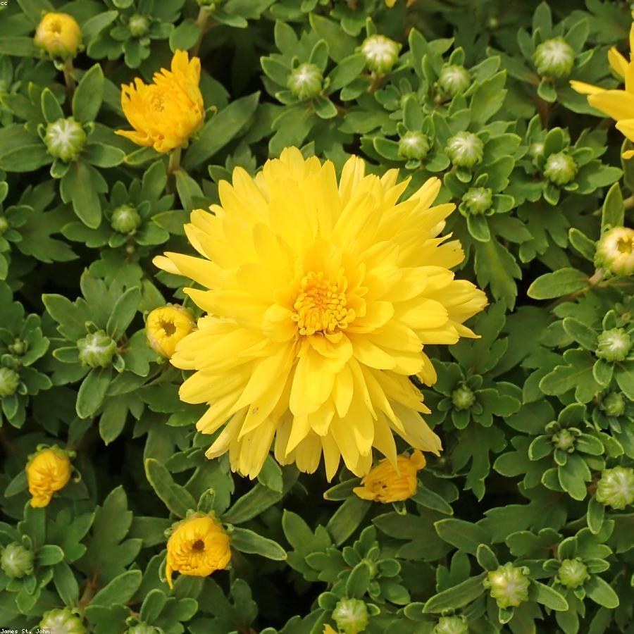 Хризантема